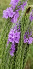 Verbena stricta