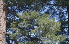 Pinus monticola
