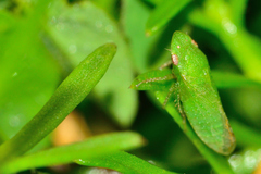 Xerophloea viridis