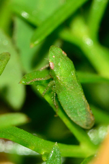 Xerophloea viridis