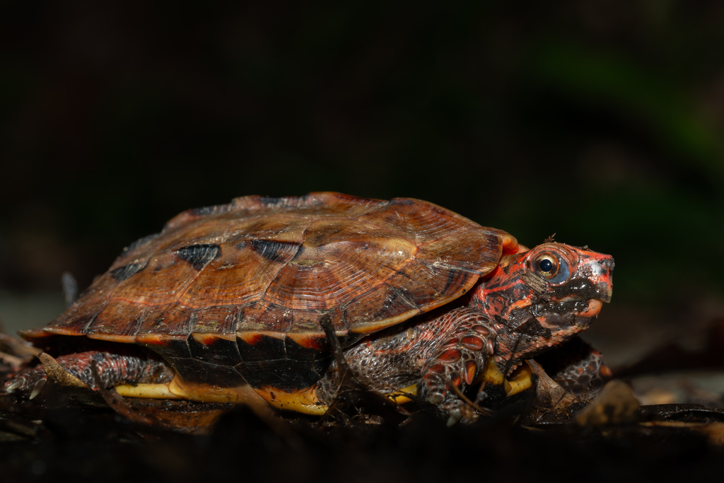 Ryukyu Black-Breasted Leaf Turtle