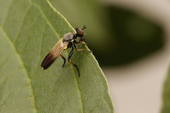 Eudioctria sackeni