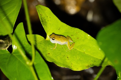 Grass Coqui, Eleutherodactylus brittoni