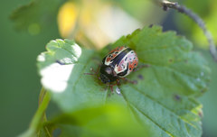 Calligrapha spiraeae