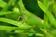 Xerophloea viridis