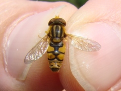 Parhelophilus laetus