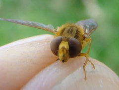 Parhelophilus laetus