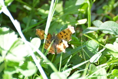 Polygonia c-album