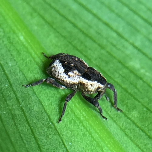 Beetle