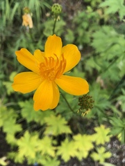 Trollius