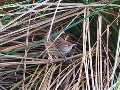Poodytes punctatus vealeae