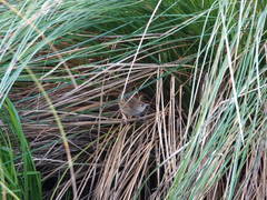 Poodytes punctatus vealeae