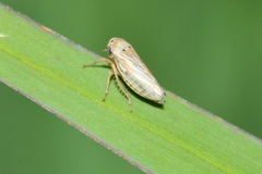 Megophthalminae