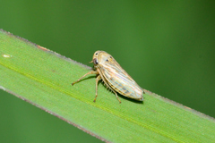 Megophthalminae