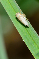 Megophthalminae