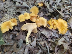 Cantharellus flavolateritius
