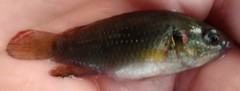 Pseudocrenilabrinae