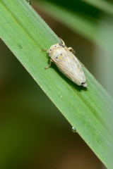 Megophthalminae