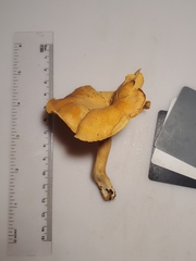 Cantharellus flavolateritius