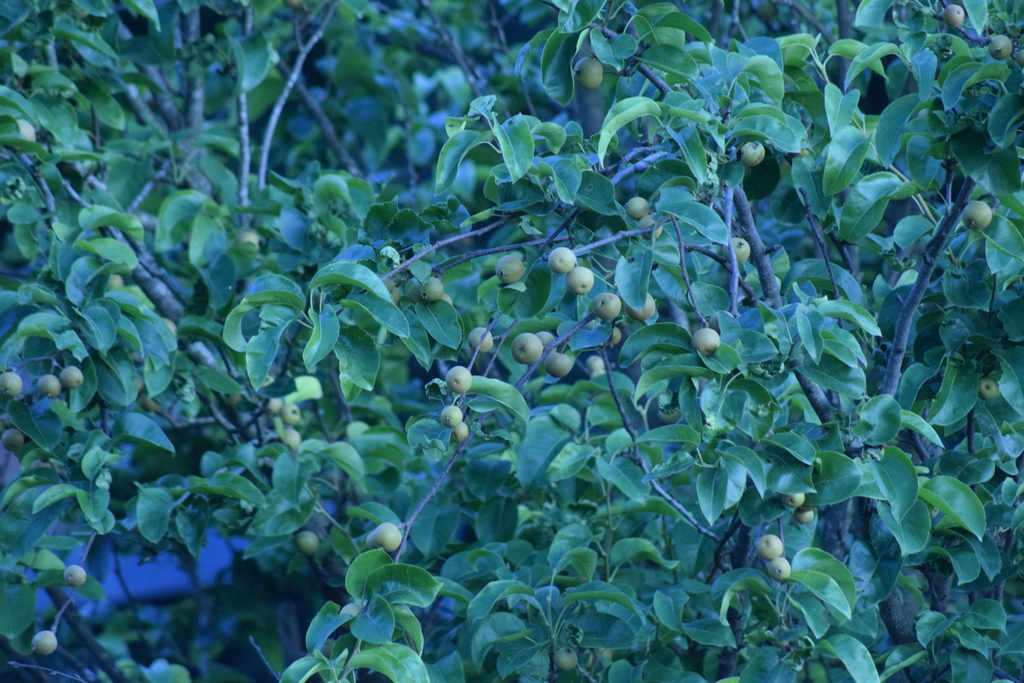 Pyrus pyrifolia, J953+G34, Godawari, Nepal 