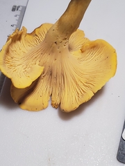 Cantharellus flavolateritius