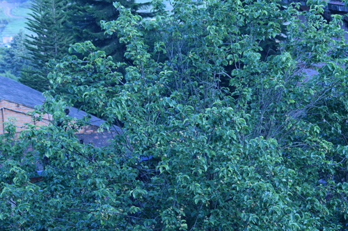 Pyrus pyrifolia