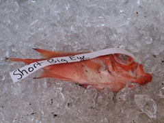 Pristigenys alta