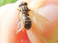Anasimyia