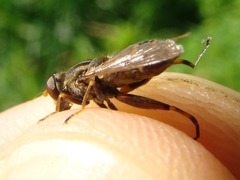 Anasimyia