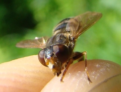 Anasimyia