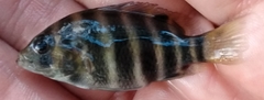 Heterotilapia buettikoferi