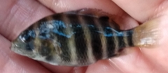Heterotilapia buettikoferi