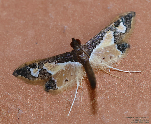 Gonocausta sabinalis photo 4