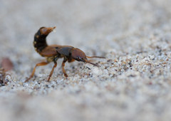 Platydracus immaculatus