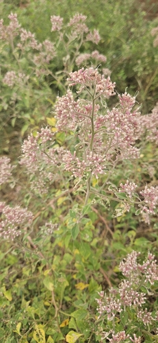 Hoja de lagarto (Salpianthus arenarius)