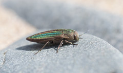 Buprestis striata