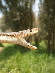 Pituophis deppei deppei