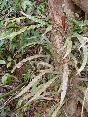 Lomariopsis spectabilis iNat (2)