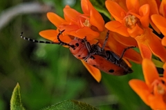 Tetraopes annulatus