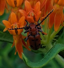 Tetraopes annulatus
