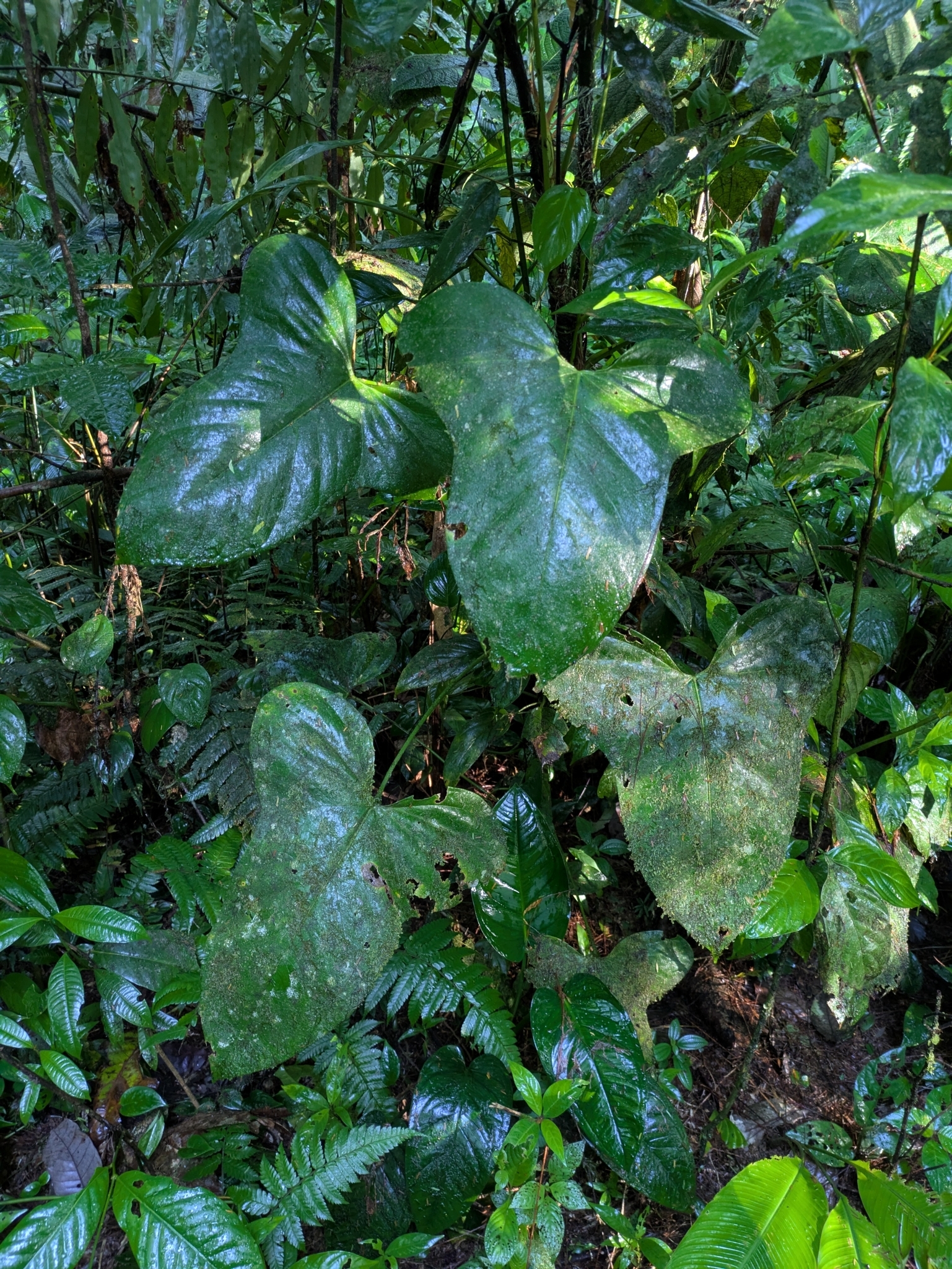 Anthurium Subsignatum