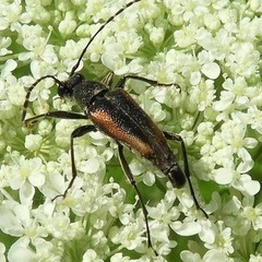 Brachyleptura brevis