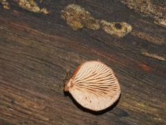 Lentinellus pulvinulus