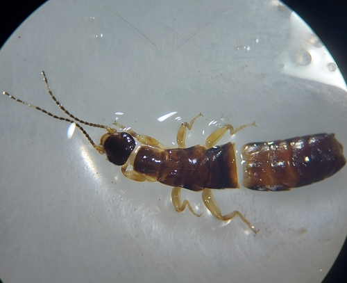 Euborellia andreinii
