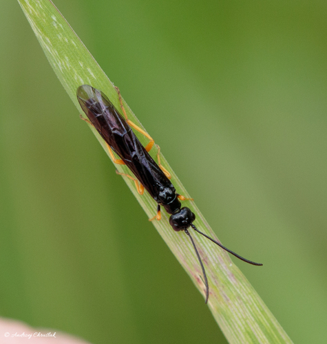 Stiebiniai pjūkleliai nuotrauka