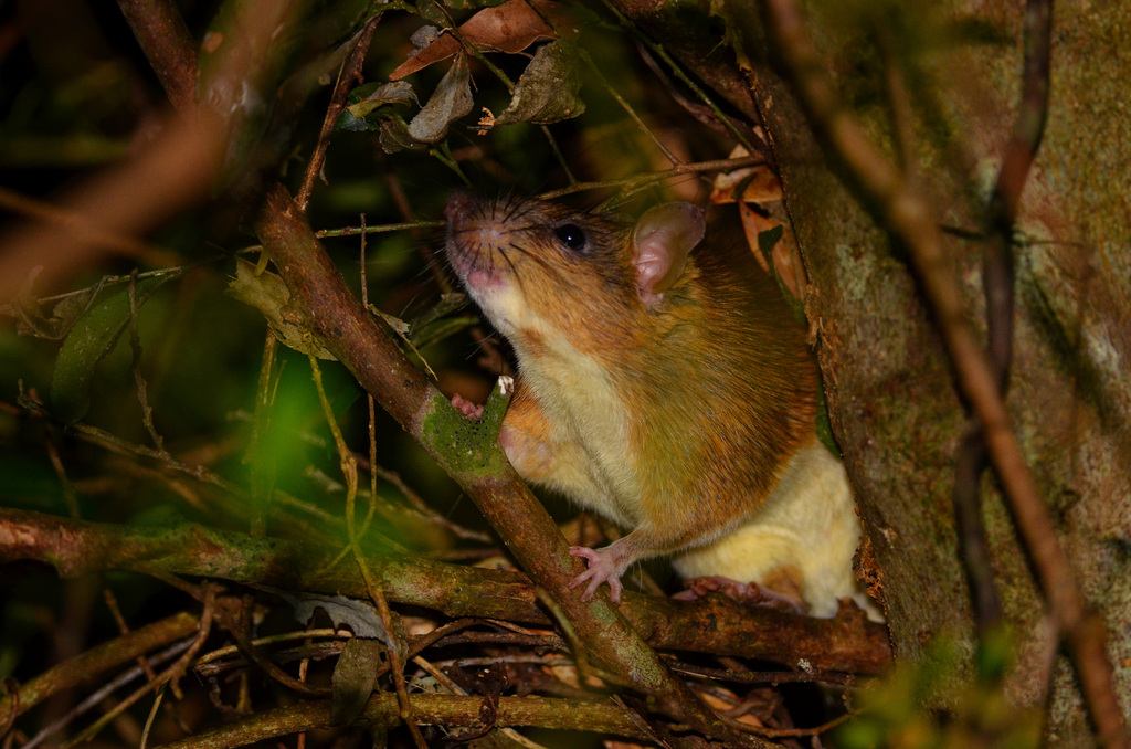 Whit Foot Rabbit Rat Coxing's White-bellied Rat from 942台灣屏東縣春日鄉 on October 11, 2014 at 10: ...