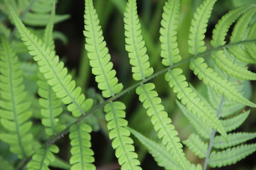Black lady fern (Deparia japonica)