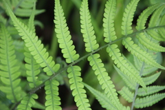 Deparia japonica