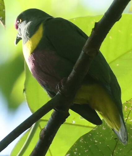 Ptilinopus solomonensis, 2024-11-02