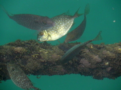 White-Spotted Spinefoot photo 5